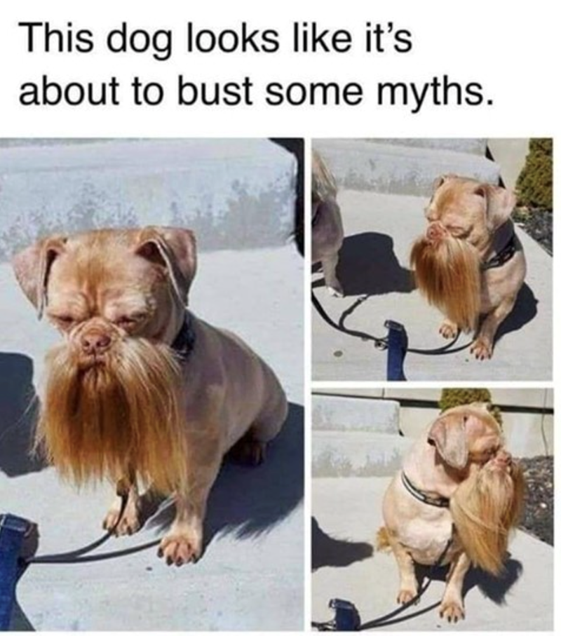 this-dog-looks-like-s-about-bust-some-myths
