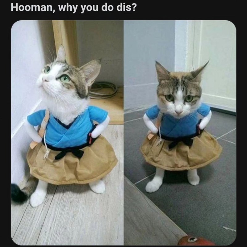 hooman-why-do-dis