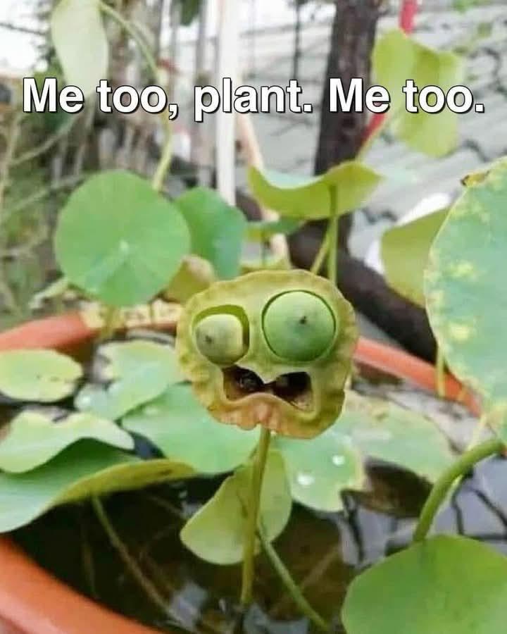 too-plant-too