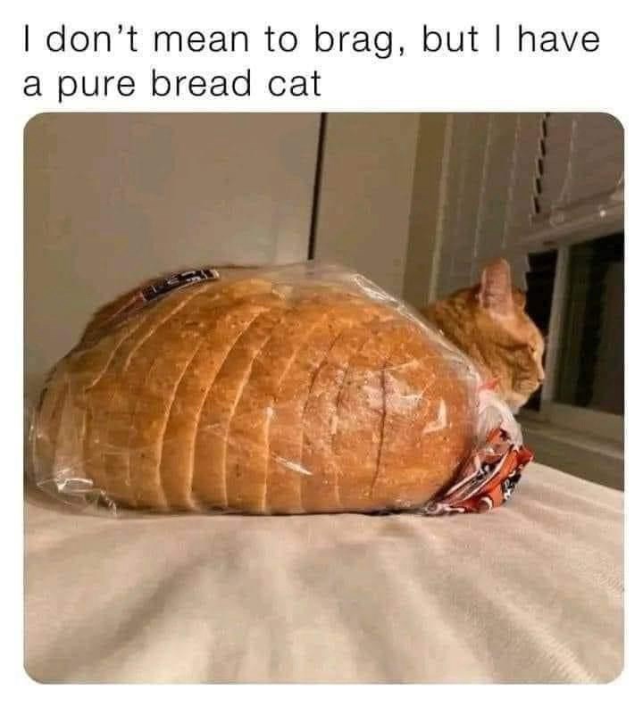 dont-mean-brag-but-have-pure-bread-cat