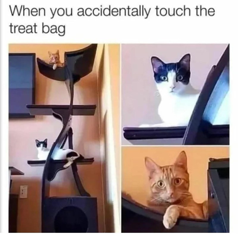 accidentally-touch-treat-bag