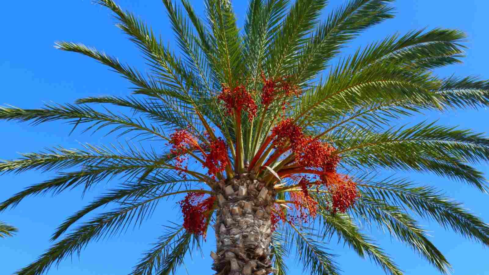 Date-Palm.jpg