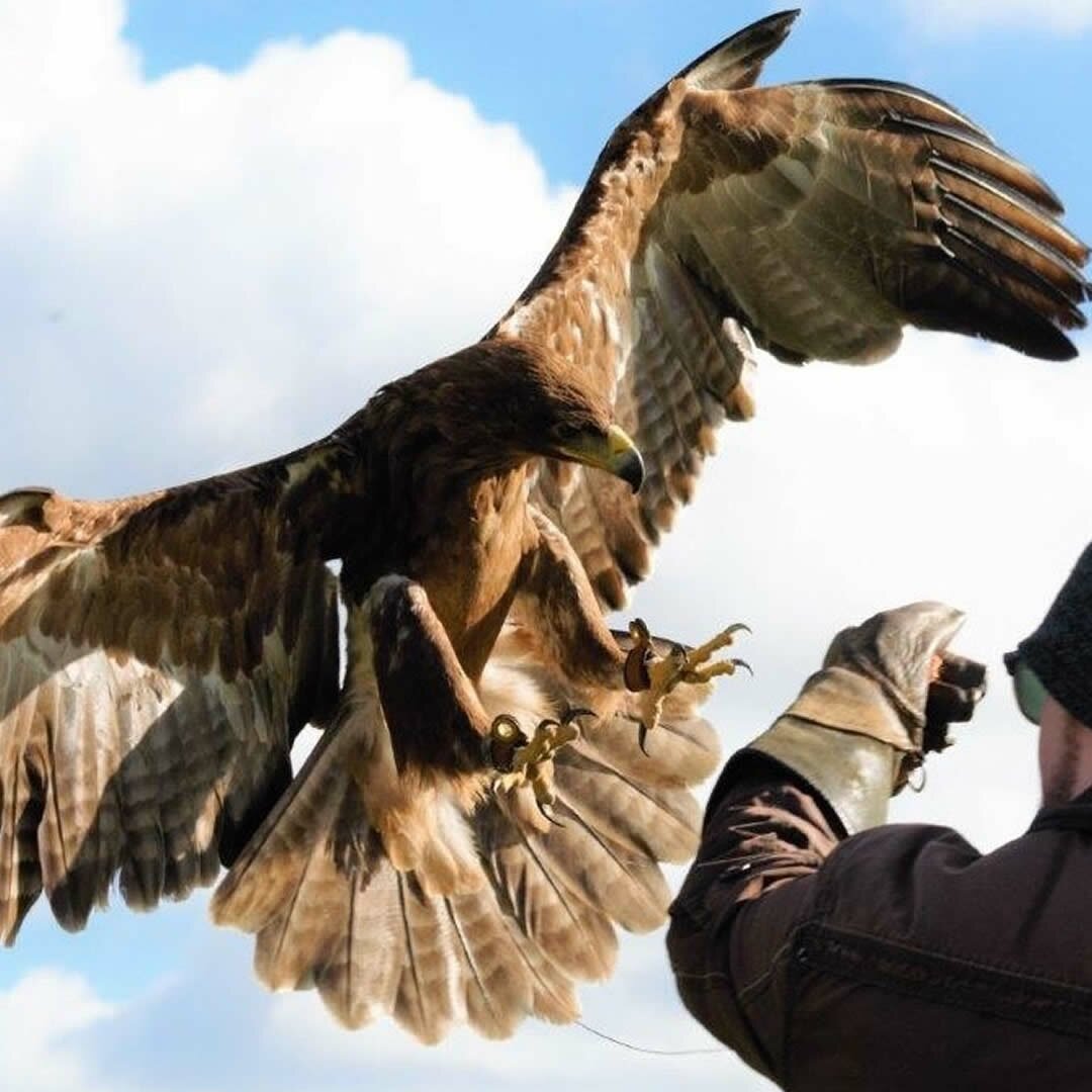 half-day-bird-of-prey-experience.jpg