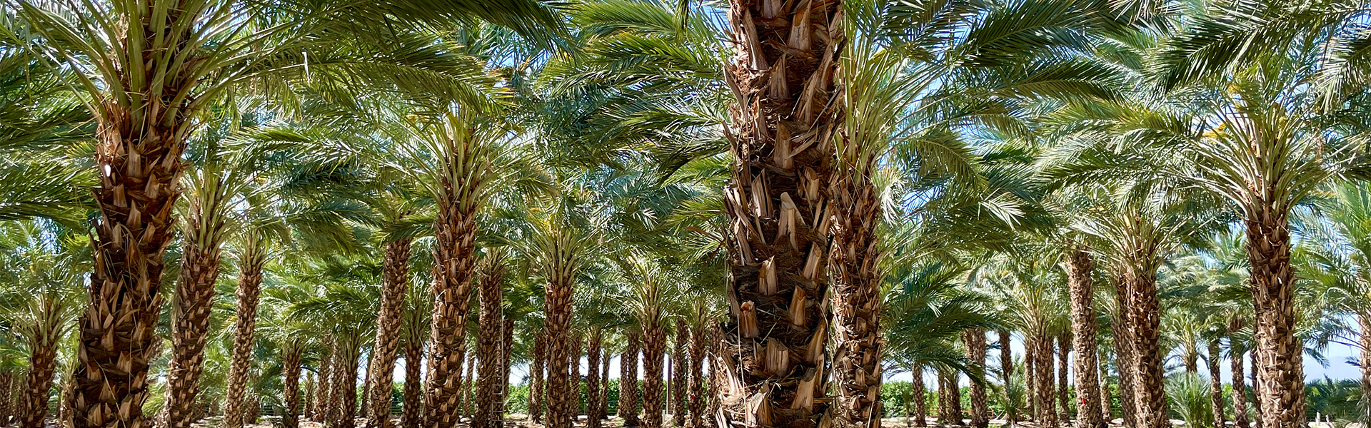 Medjool-Palm-Hero-Image.jpg