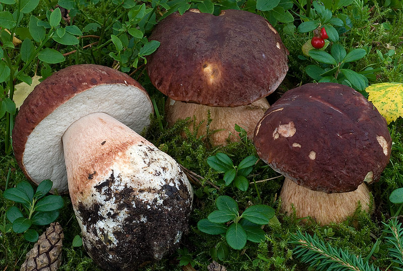 i-funghi-boletus.jpg