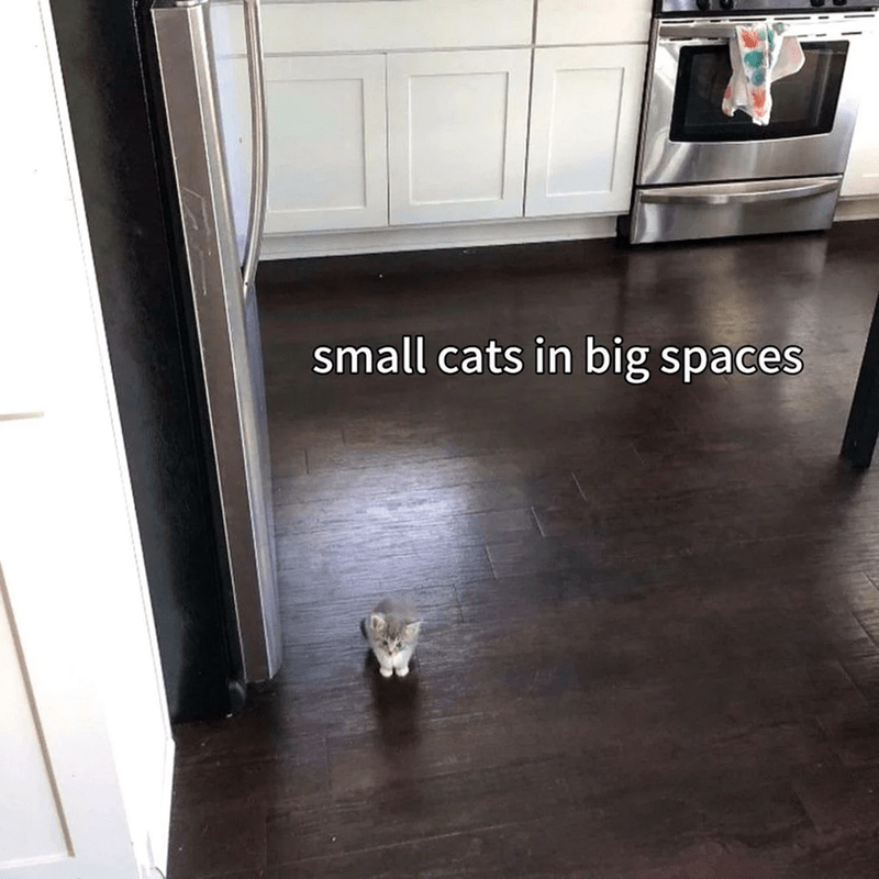 small-cats-big-spaces