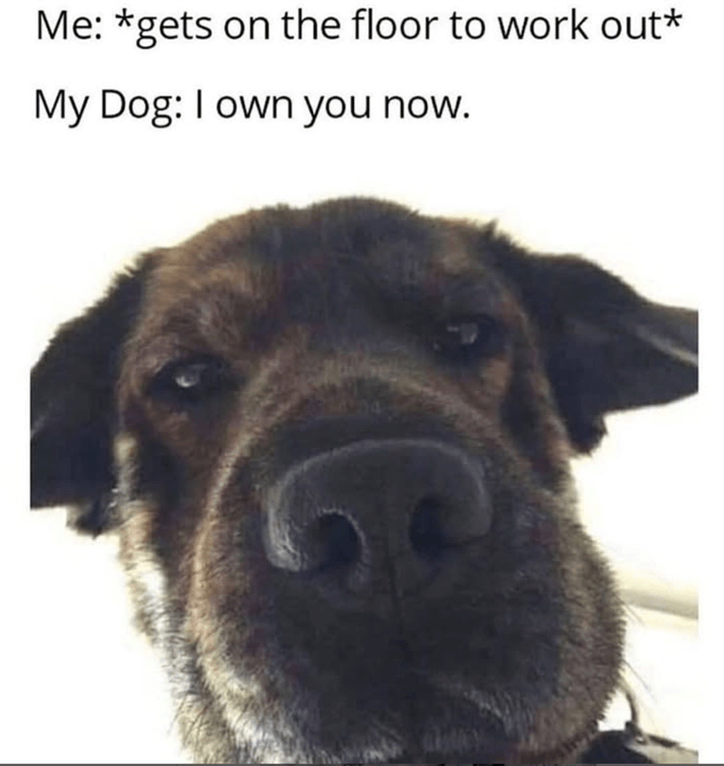 gets-on-floor-work-out-my-dog-own-now
