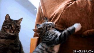 found-my-hiding-spot