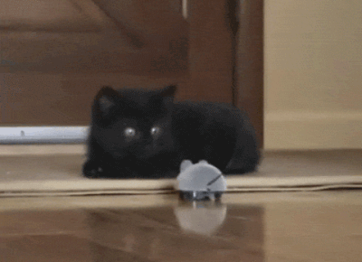 mouse-toy-vs-kitten