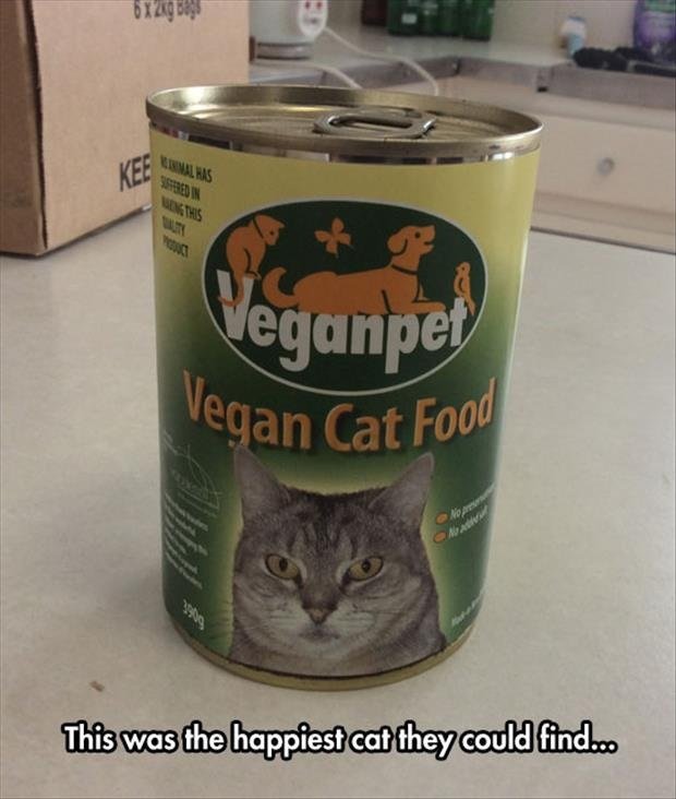 Vegan+cat+food_342160_5343732.jpg
