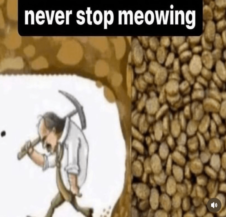 never-stop-meowing