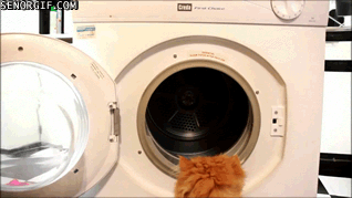 funny-cat-gif-that-involved-a-dryer