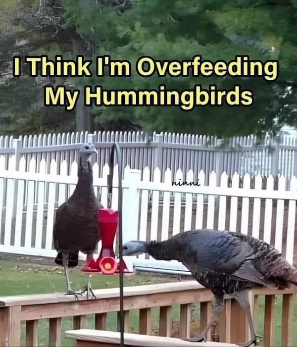 think-overfeeding-my-hummingbirds