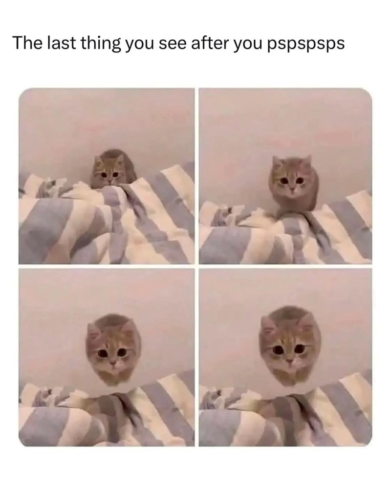 last-thing-see-after-pspspsps