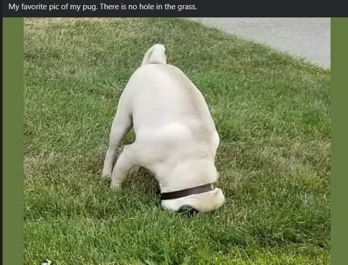 my-favorite-pic-my-pug-there-is-no-hole-grass