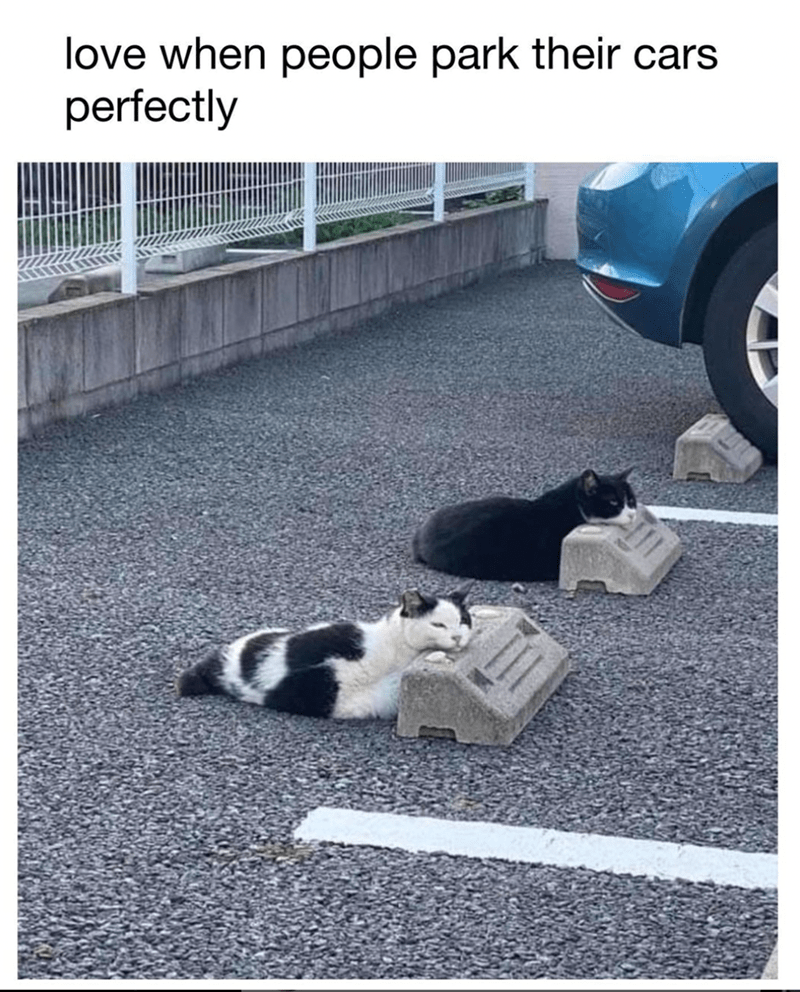 love-people-park-their-cars-perfectly