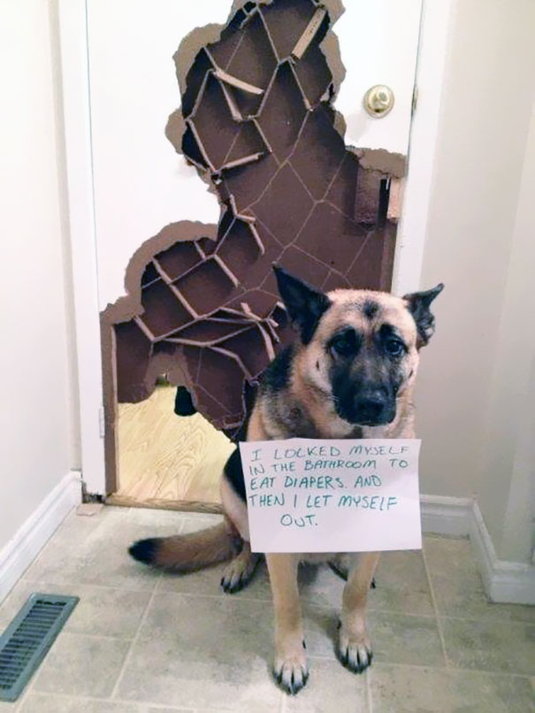 dog-shaming-4__605.jpg