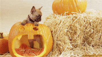 puppy-in-a-pumpkin