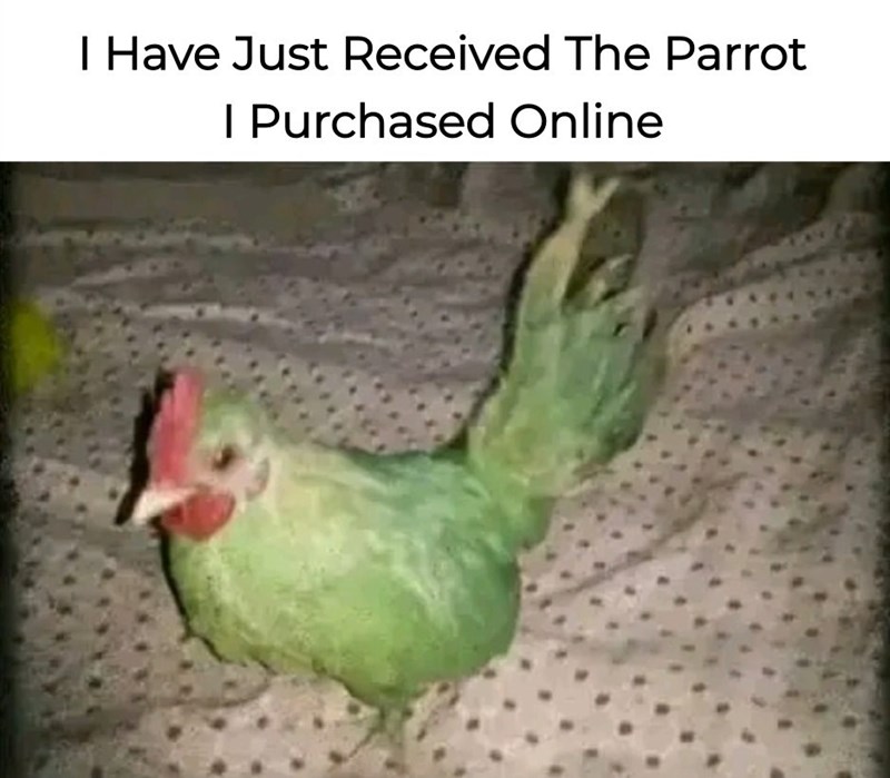 have-just-received-parrot-purchased-online