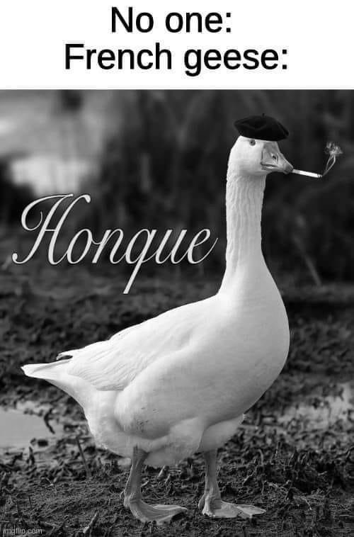 no-one-french-geese-honque-mtipcom