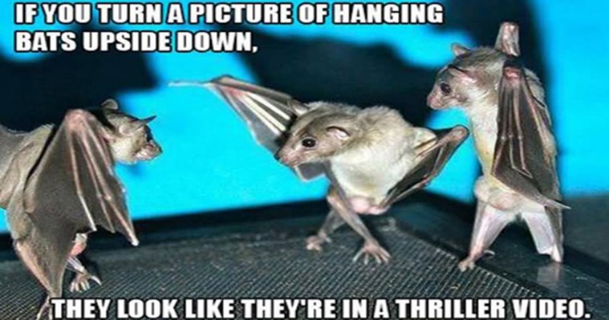 funny-animals-memes-bats