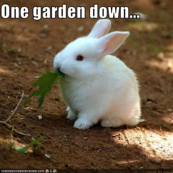 Cute-Bunny-Eating-Leaf-Funny-Image.jpg