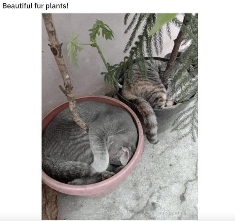 beautiful-fur-plants-202-18-509