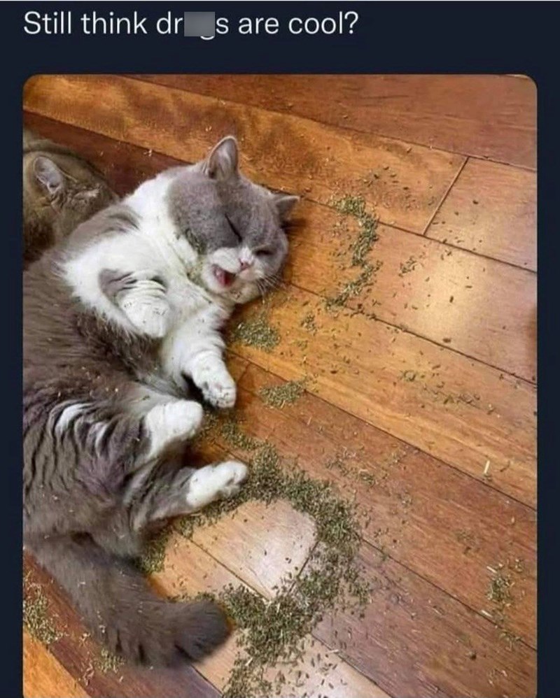 still-think-drs-are-cool