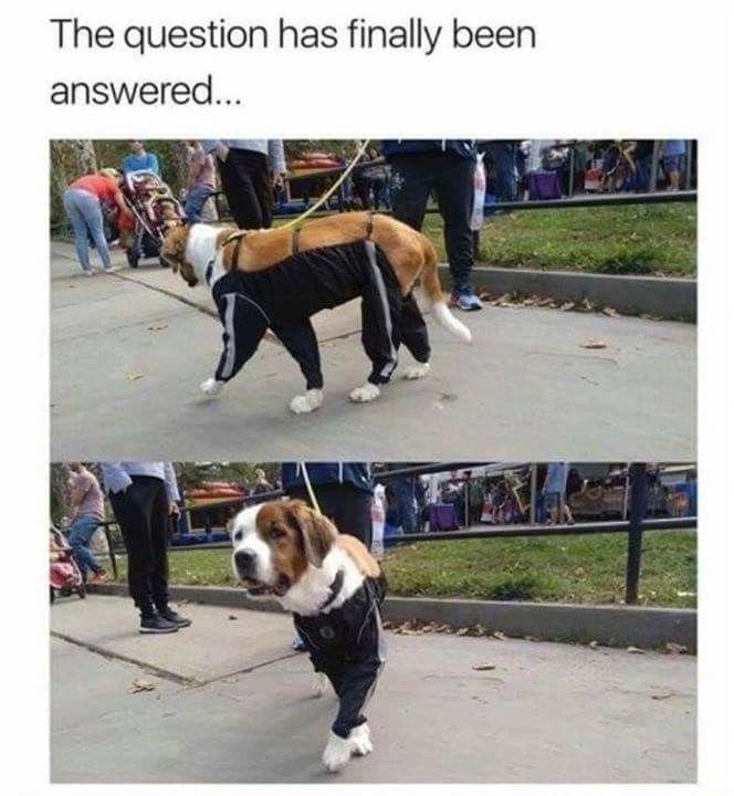 question-has-finally-been-answered