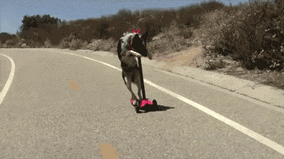 jumpy-the-wonder-dog