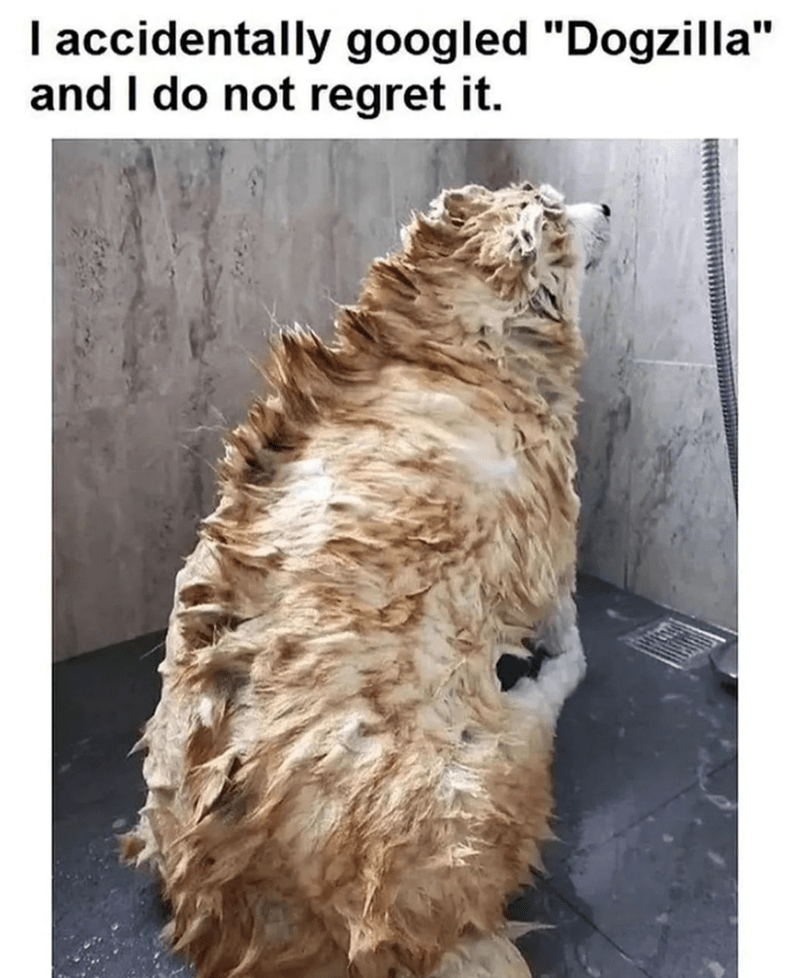 accidentally-googled-dogzilla-and-do-not-regret