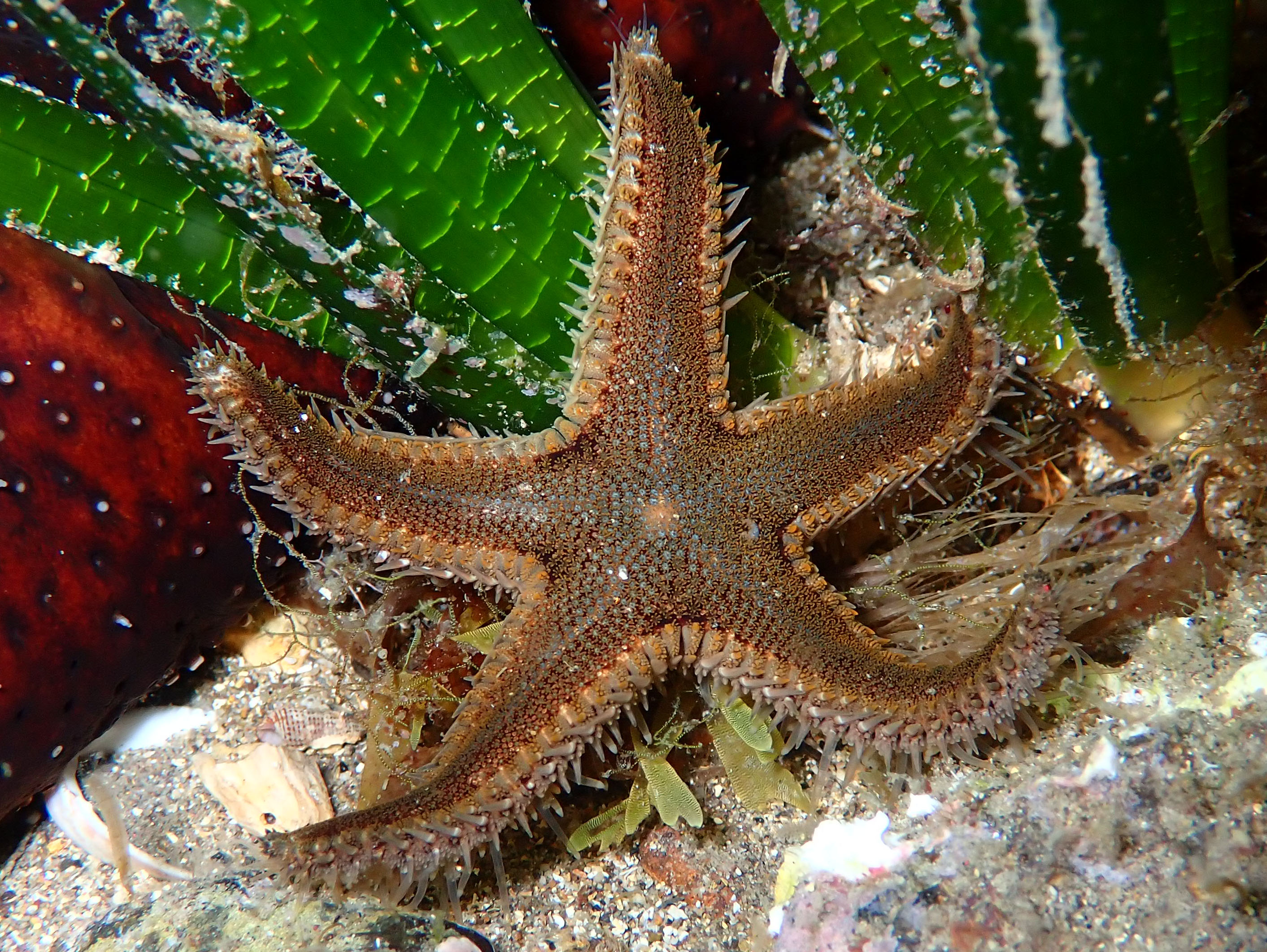 Astropecten_spinulosus_Samena.jpg