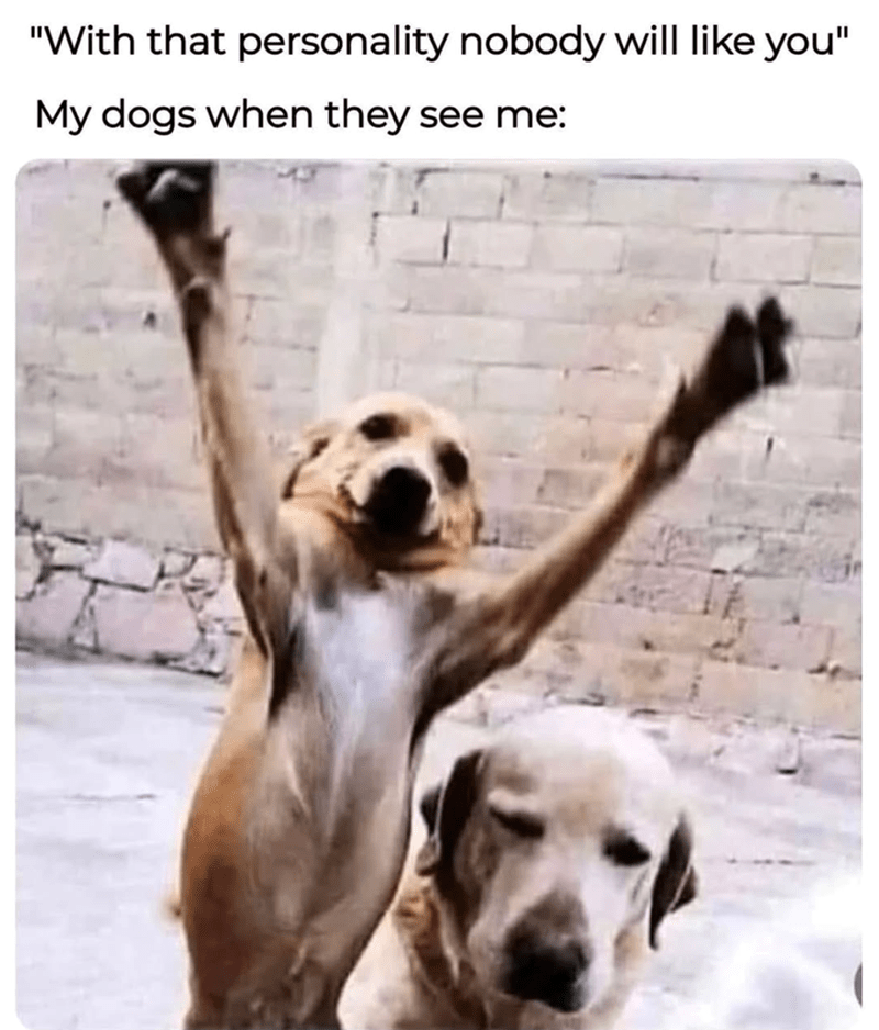 with-personality-nobody-will-like-my-dogs-they-see