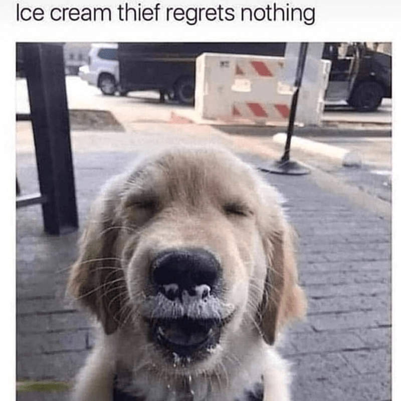 ice-cream-thief-regrets-nothing