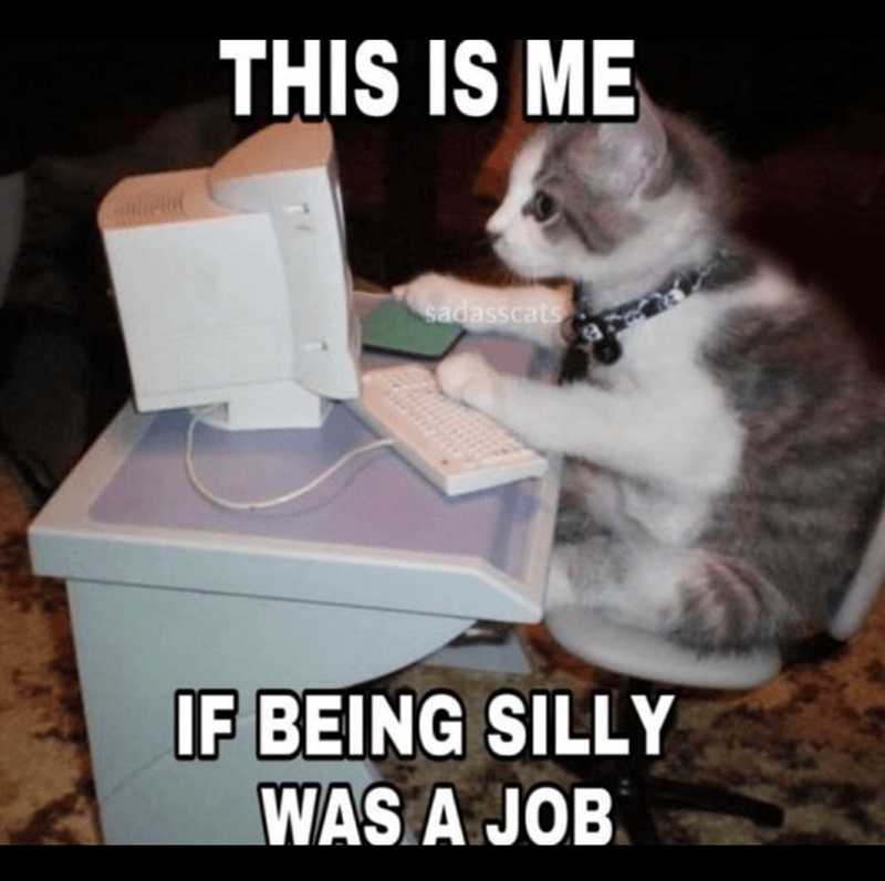 this-is-sadasscats-if-being-silly-job
