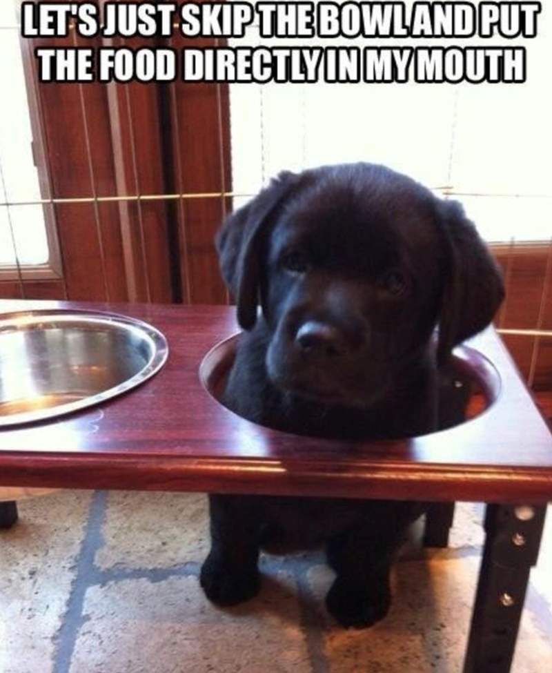 lets-just-skip-bowland-put-food-directly-my-mouth