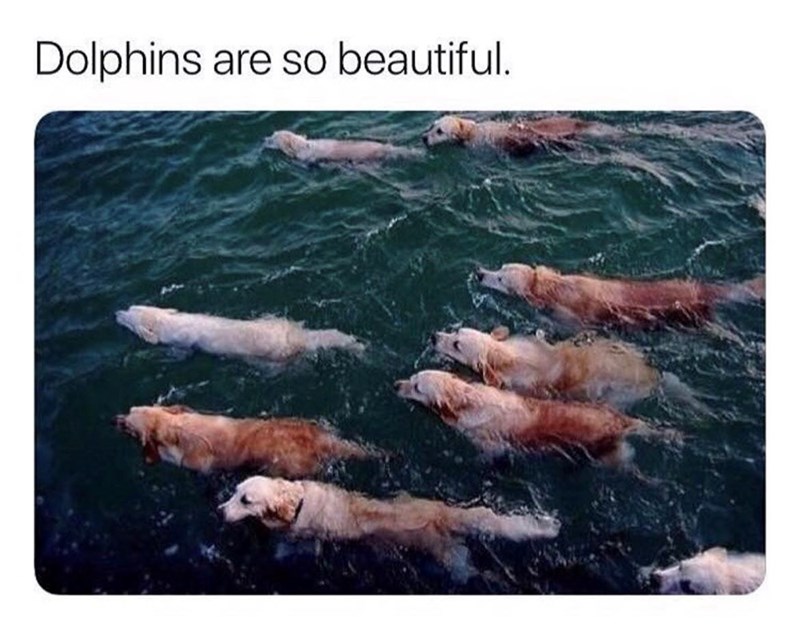dolphins-are-so-beautiful