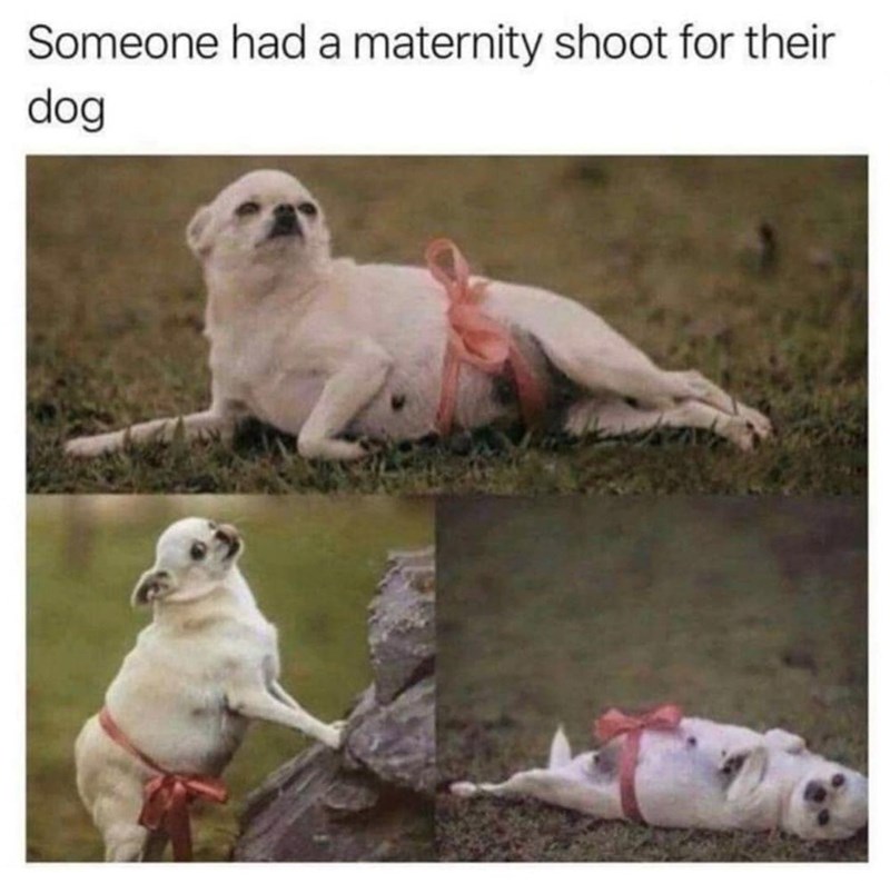 someone-had-maternity-shoot-their-dog