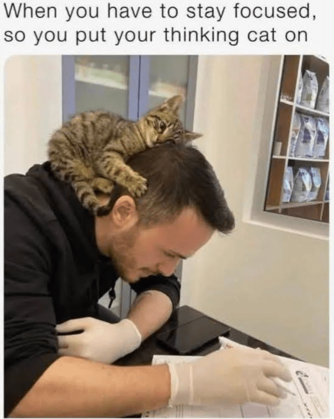 have-stay-focused-so-put-thinking-cat-on