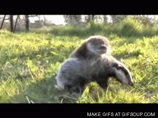 badger-gif-7.gif