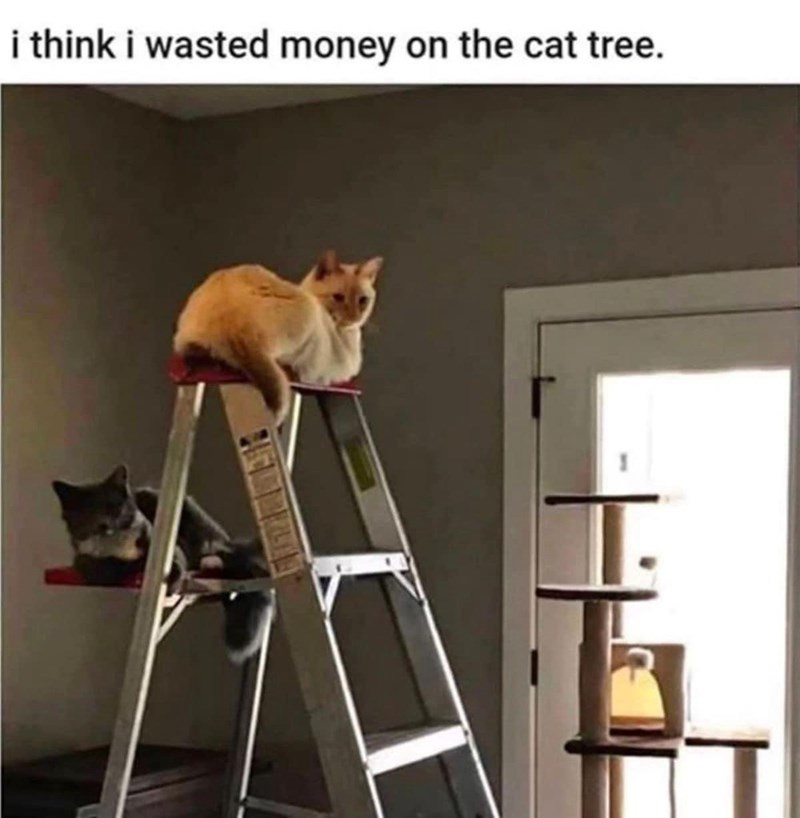 think-wasted-money-on-cat-tree