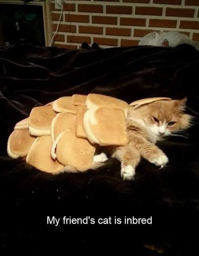 my-friends-cat-is-inbred