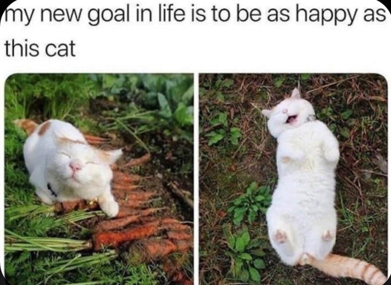 my-new-goal-life-is-be-as-happy-as-this-cat