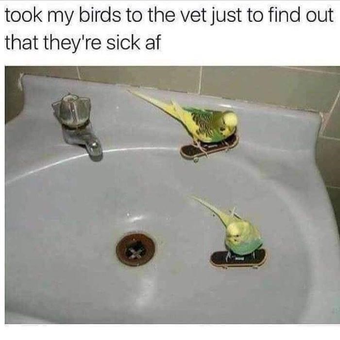 tap-took-my-birds-vet-just-find-out-theyre-sick-af