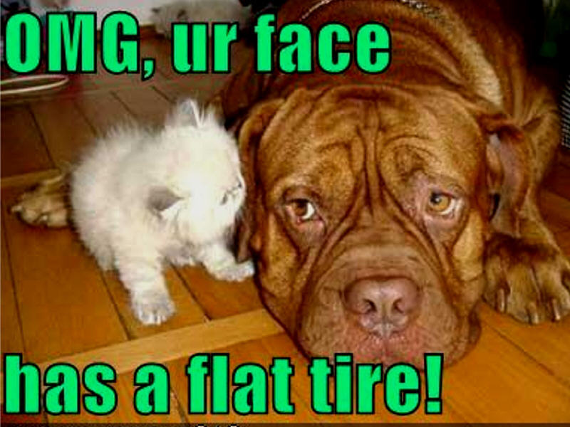 cat-dog-funny-animal-humor-19955516-800-600.jpg