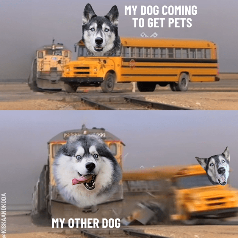 kiskaandkoda-my-other-dog-my-dog-coming-get-pets