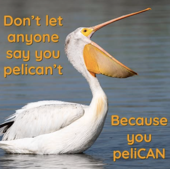 dont-let-anyone-say-pelicant-because-pelican