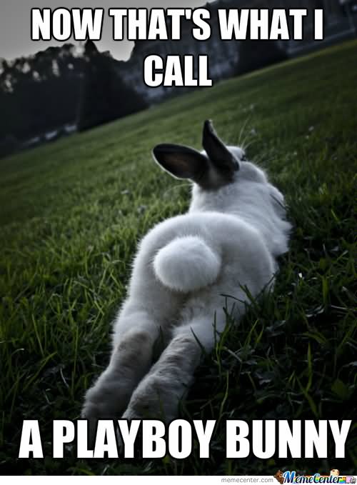 A-Playboy-Bunny-Funny-Meme.jpg