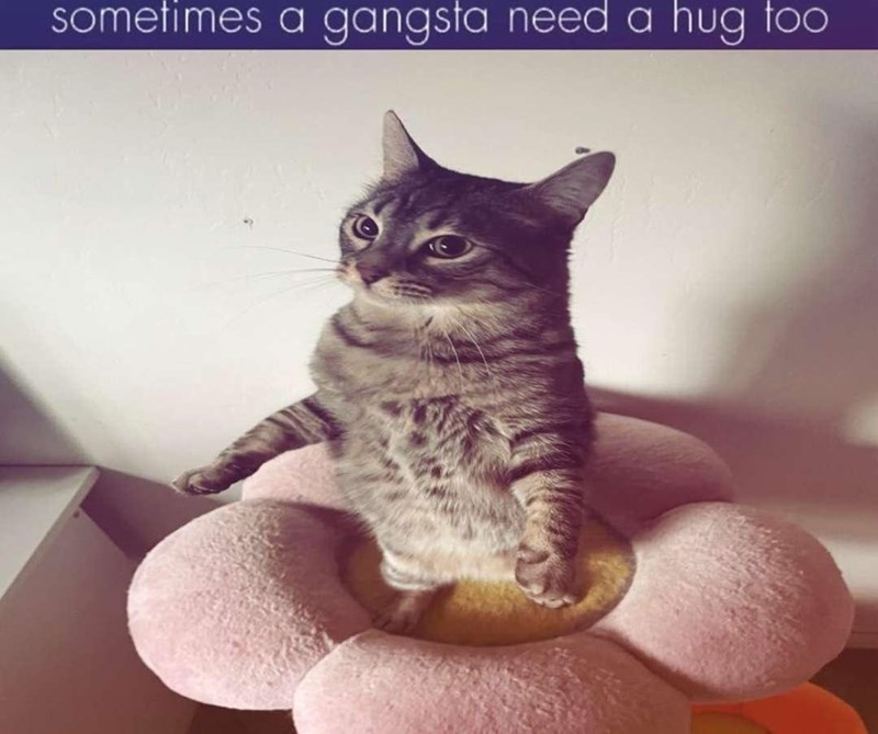sometimes-gangsta-need-hug-too