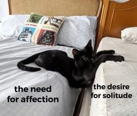 need-affection-desire-solitude